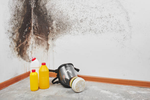 Best DIY Mold Remediation Support Services in Clinton, MS