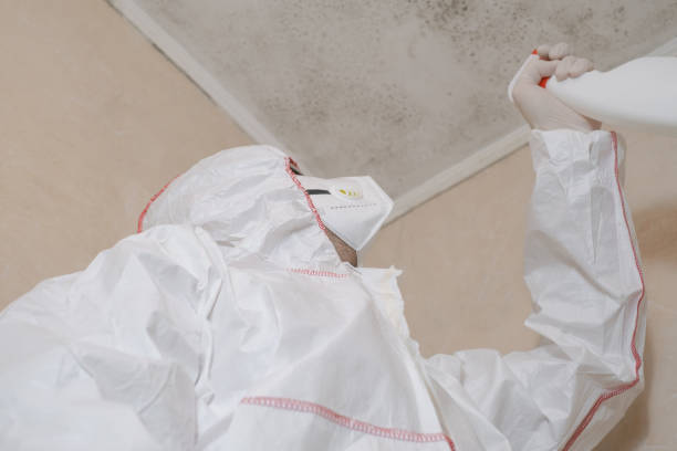 Trusted Clinton, MS Mold Remediation Experts
