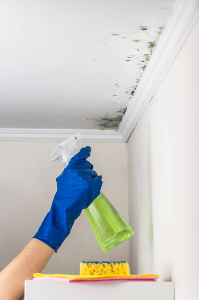 Best Black Mold Remediation in Clinton, MS